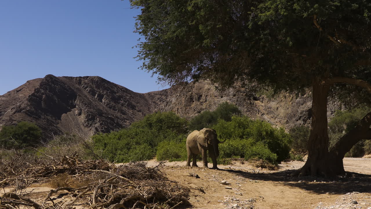 An old desert elephant bull stands beneath a tree in Namibia's Hoanib Valley. A rocky hill range in the background. Driftwood lies on the sandy ground