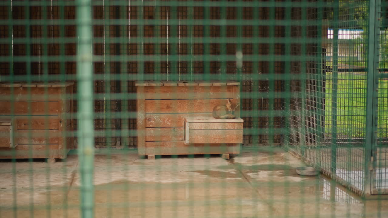 Empty wire kennel with wooden box inside. Concrete floor stained, rusted metal grid foreground, sunlight filtering through green foliage beyond. Quiet atmosphere of neglect and abandonment, desolate