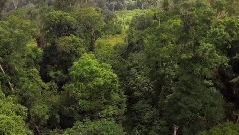aerial drone view through trees, in african rainforest, on a cloudy day, in nanga eboko forest, haute-sanaga, southern cameroon