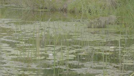 tranquil pond with water lilies