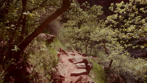 hiking trail through a forest with red rocks