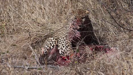 una toma amplia de un leopardo sentado sobre su matanza de jabalí en la pradera seca, parque nacional kruger