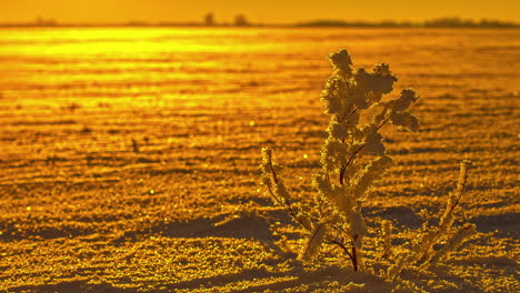 Timelapse-of-orange-lit-plant-moving-in-wind