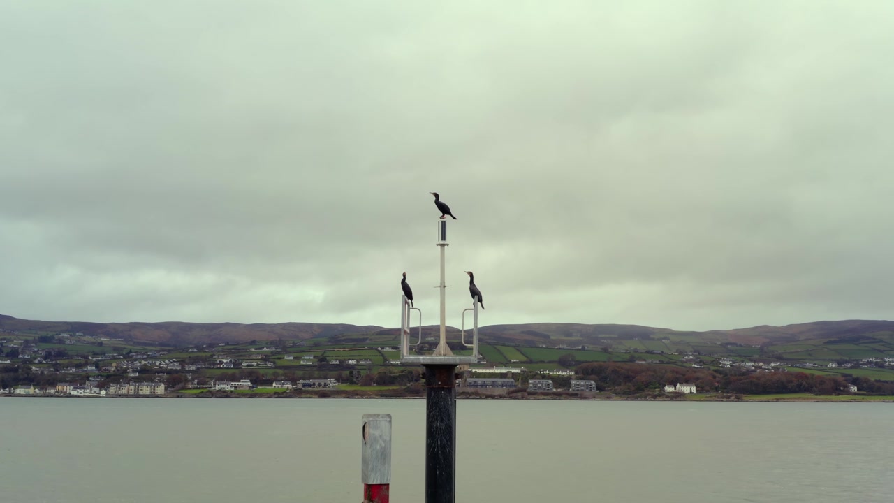 Marangoni dal ciuffo appollaiati al largo di Magilligan Point in Irlanda, case e montagne sullo sfondo, veduta aerea statica media
