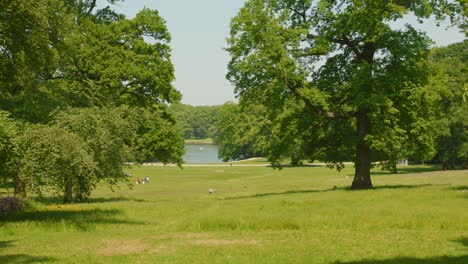 słoneczny dzień w parku bois de la cambre w brukseli w belgii