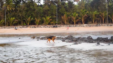 Ein-Glücklicher-Junger-Streunender-Hund,-Der-Mit-Einem-Deutschen-Schäferhund-Am-Strand-Spielt-|-Streunender-Hund-Neckt-Und-Spielt-Mit-Deutschem-Schäferhund-Am-Strand-Und-Läuft-Hinter-Streunendem-Hund-Am-Strand-In-Mumbai-Her