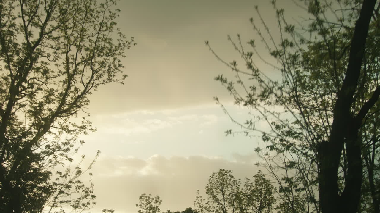 Overcast sky through treeline, Dolly Forward, Slow Motion