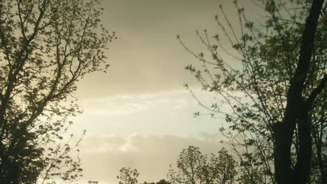 overcast sky through treeline, dolly forward, slow motion