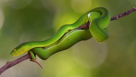 la víbora de labios blancos es una víbora venenosa endémica del sudeste asiático y a menudo se encuentra durante la noche esperando en una rama o rama de un árbol cerca de un cuerpo de agua con muchos alimentos