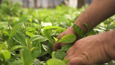 horticulturist handling yerba mate plants inside a greenhouse macro