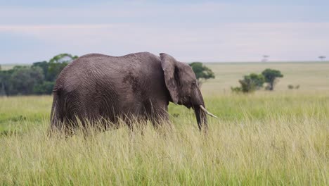 Slow-Motion-Shot-of-Masai-Mara-North-Conservancy-protection-protecting-elephants-in-Maasai-Mara-National-Reserve,-African-Wildlife-in-Kenya,-Africa-Safari-Animals