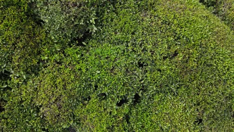 drone view of the tea garden growing in the black sea, turkey, trabzon