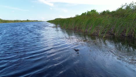 la cabeza del cocodrilo desaparece rápidamente debajo de la superficie a medida que se acerca la cámara.