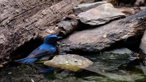 El-Papamoscas-Azul-De-Indochina-Se-Encuentra-En-Los-Bosques-De-Las-Tierras-Bajas-De-Tailandia,-Conocido-Por-Sus-Plumas-Azules-Y-Su-Pecho-De-Naranja-A-Blanco