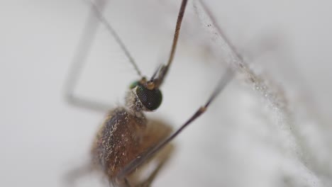 primer plano de los ojos compuestos del mosquito percha vertical