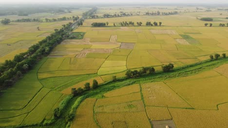 Die-Schönheit-Der-Natur-Erblühte-In-Der-Goldenen-Ernte-Von-Bengal-I