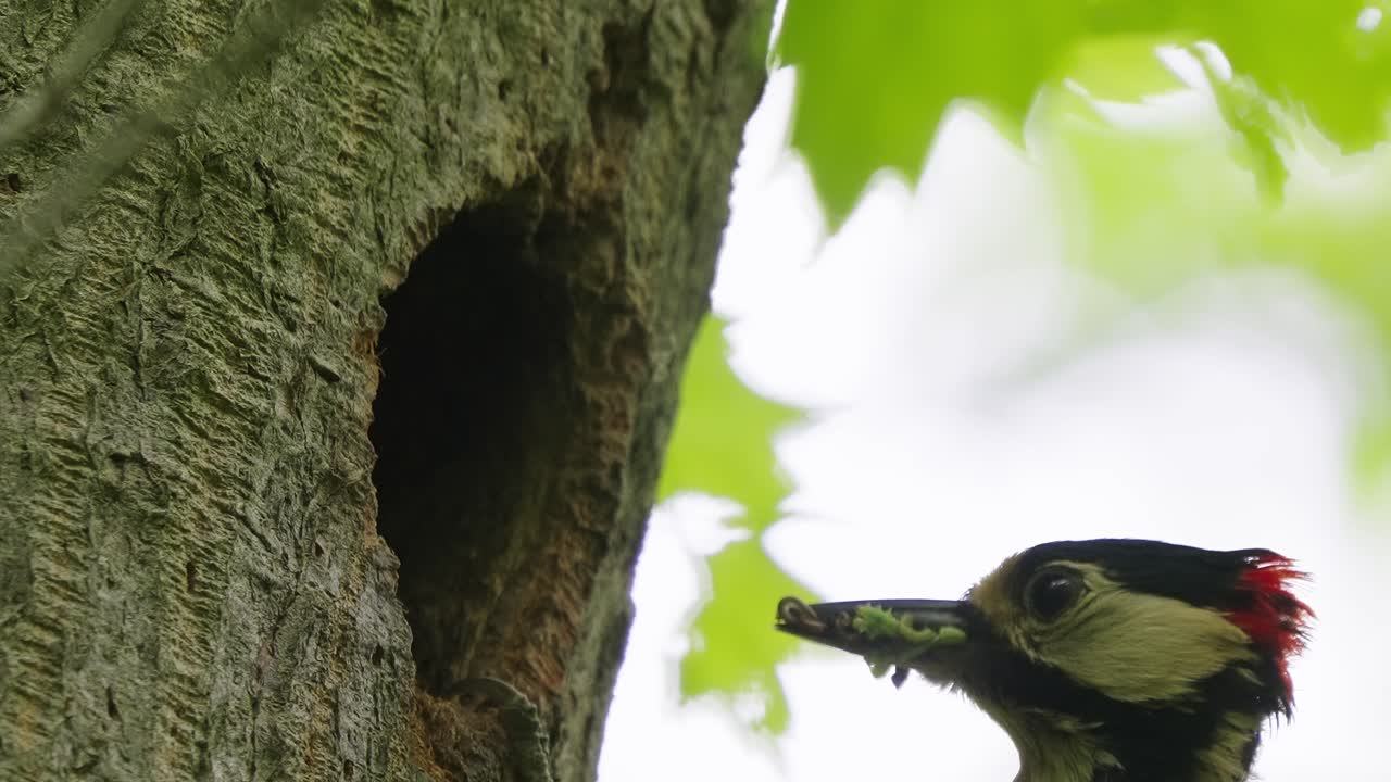 primerísimo plano, toma de acción detallada, gran pájaro carpintero manchado madre alimentando a un pájaro bebé, agujero del árbol