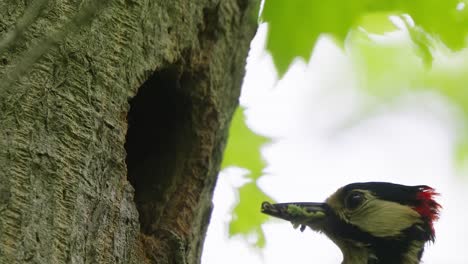 Primer-Plano-Extremo,-Toma-De-Acción-Detallada,-Gran-Pájaro-Carpintero-Manchado-Madre-Alimentando-Pájaro-Bebé,-Agujero-Del-árbol