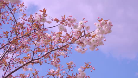 a flowering tree branch swaying in a strong wind