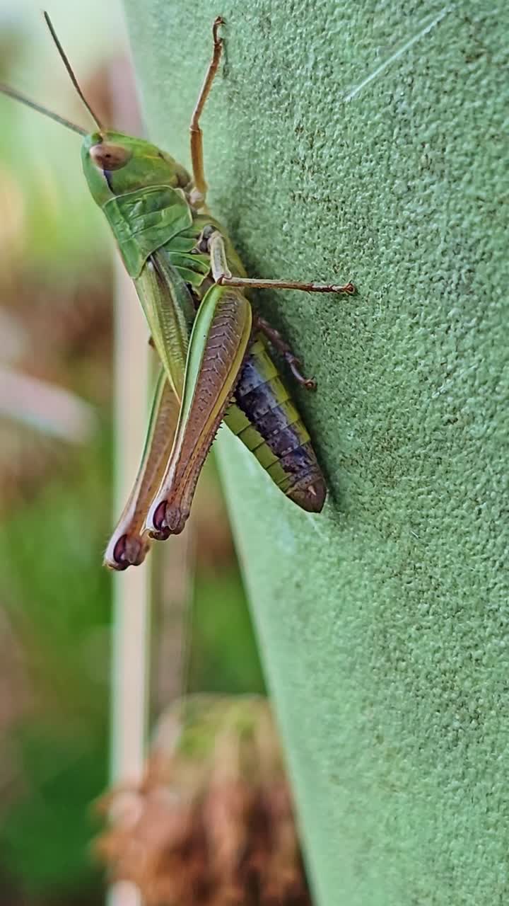 Primo piano verticale di una cavalletta verde su un vaso da giardino, che mostra lievi movimenti del corpo e delle antenne alla luce naturale esterna