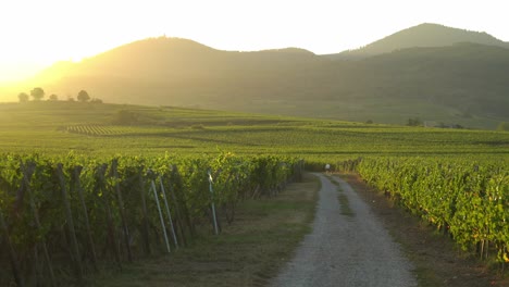 beautiful young fit french girl walking with a dog to vineyards in bergheim outskirts during sunny evening on a golden hour