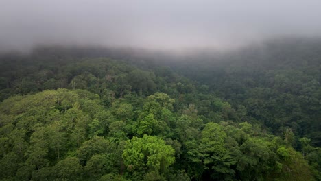 primer plano cinematográfico de la vasta selva tropical paisaje de la selva textura de fondo clima nublado en la isla de sumbawa, indonesia