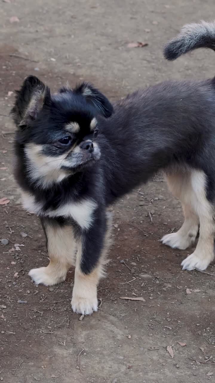 perro jugando y mirando a su alrededor afuera
