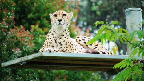 Guepardo-Descansando-En-Un-Espacio-Abierto-En-El-Zoológico-Bajo-La-Lluvia---Primer-Plano,-ángulo-Bajo