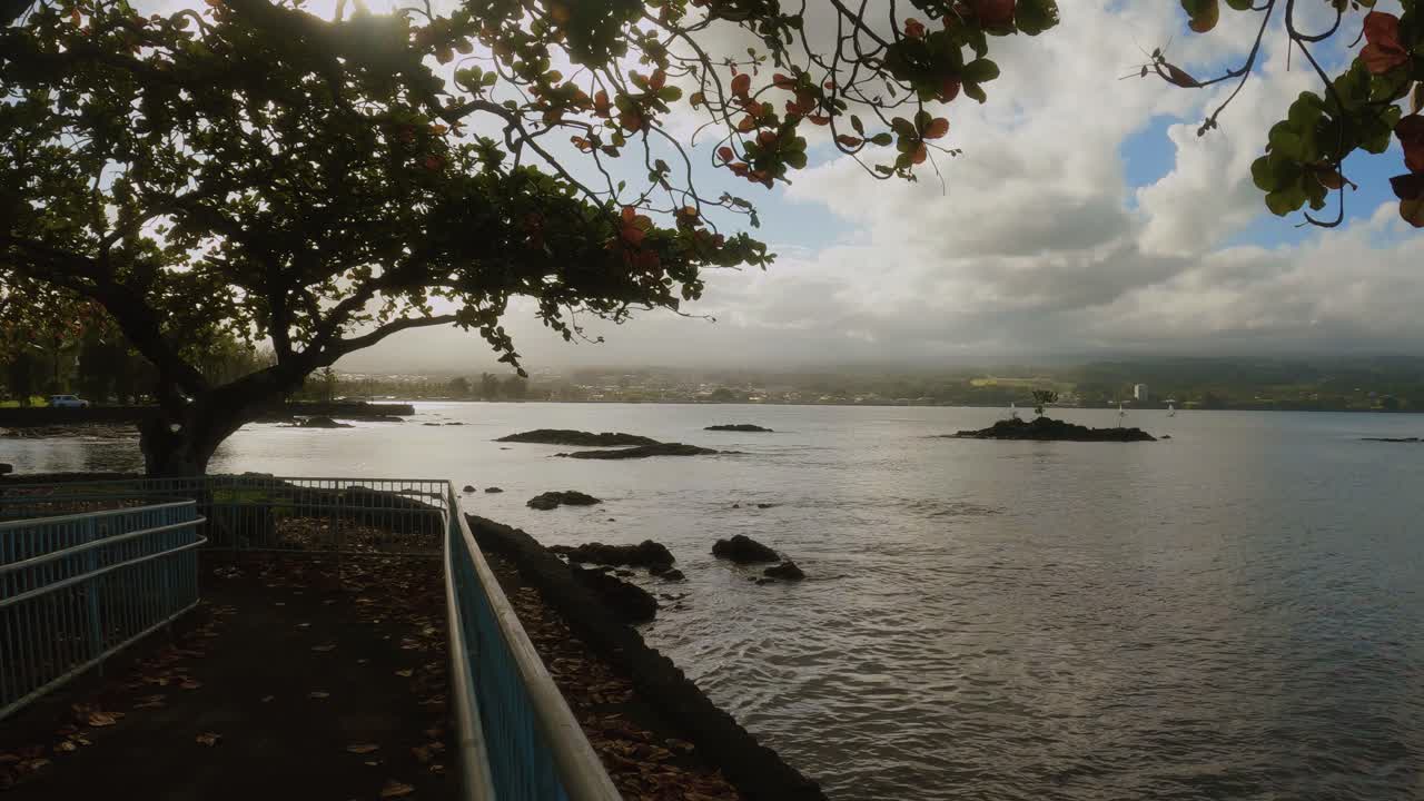 코아 나무와 힐로 베이 하와이