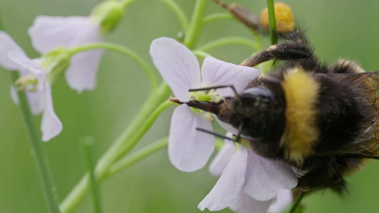 Bumblebee using proboscis to gather pollen, nectar from cuckoo flower