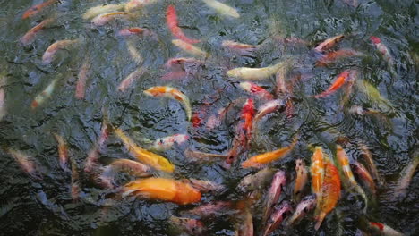 Peces-Koi-En-El-Estanque