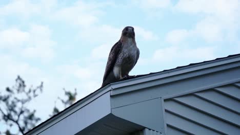 Ein-Rotschwanzbussard-Sitzt-Auf-Der-Ecke-Eines-Hausdachs-Vor-Einem-Bewölkten-Himmel-Und-Untersucht-Ruhig-Seine-Umgebung