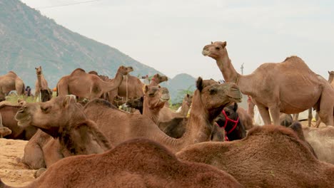 Camels-in-slow-motion-at-the-Pushkar-Fair,-also-called-the-Pushkar-Camel-Fair-or-locally-as-Kartik-Mela-is-an-annual-multi-day-livestock-fair-and-cultural-held-in-the-town-of-Pushkar-Rajasthan,-India.