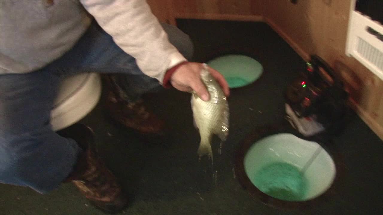 A Fish Is Coming Out Of The Shack Hole Inside A Fish House. High Angle