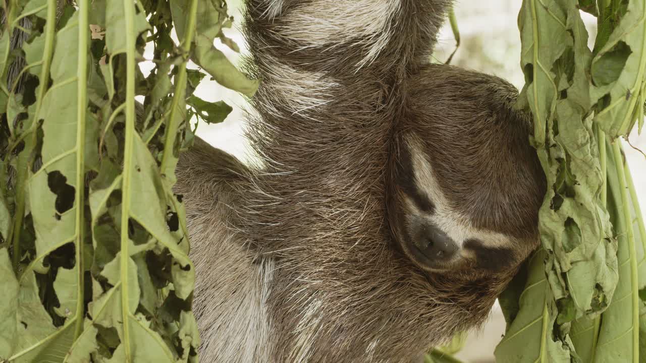 perezosos con punta de árbol de la selva amazónica colgando de una rama en una jaula, iquitos peru - 4k 24fps