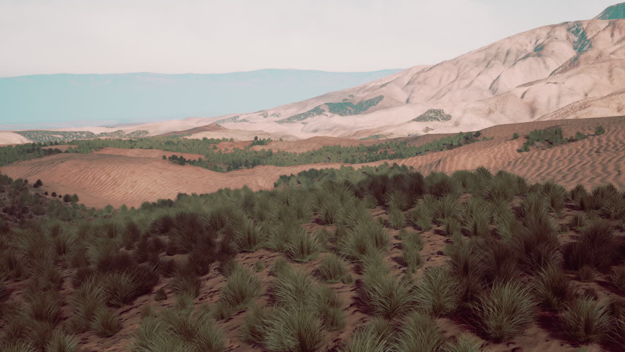 hierba verde en el desierto de liwa