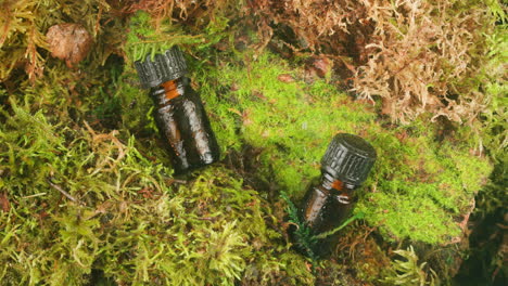 bottle of cosmetics cream serum on moss forest background green leaves. woman make up healthy natural products.