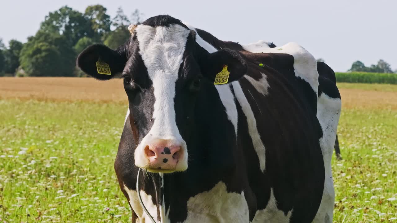 Slow orbit medium tele shot focusing on dairy cow in green meadow