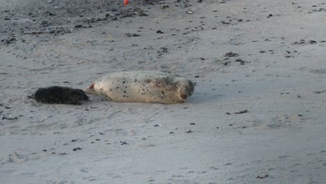 Mommy-harbor-seal-sticks-out-her-tongue-and-scratches-herself-while-laying-next-to-her-new-pup