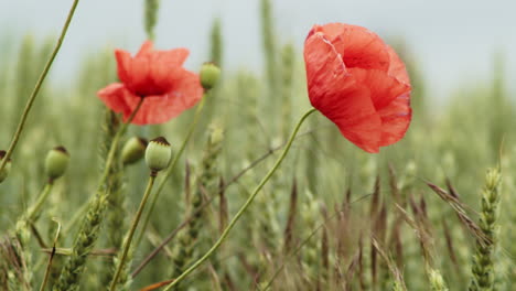 Red-poppy-blossoms-blow-in-windy-field,-macro,-slow-motion