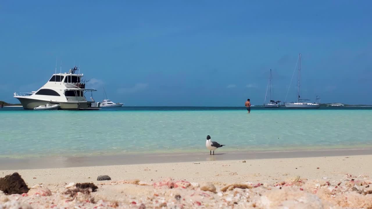 Seagull birds on white sand beach and man walking on shallow water background, tilt up