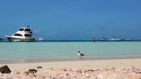 Seagull-birds-on-white-sand-beach-and-man-walking-on-shallow-water-background,-tilt-up