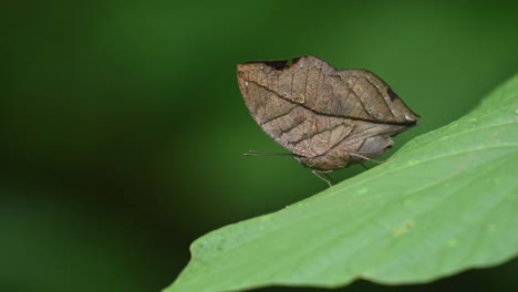 Orange-Oakleaf,-Kallima-Inachus,-Parque-Nacional-Kaeng-Krachan,-Tailandia,-Patrimonio-Mundial-De-La-Unesco