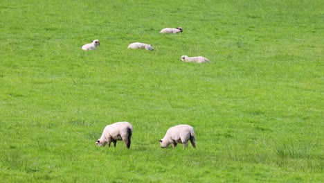 sheep grazing peacefully in a lush field