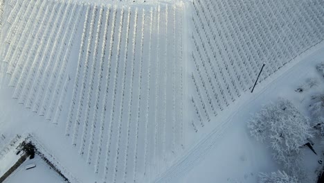 Vista-Aérea-De-Viñedos-En-Zell-weierbach-Durante-El-Invierno-En-Offenburg,-Alemania