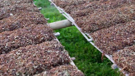 filas de hojas de tabaco trituradas se están secando al sol en la plataforma de bambú