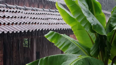 heavy rain falling on a tiled roof and lush banana leaves