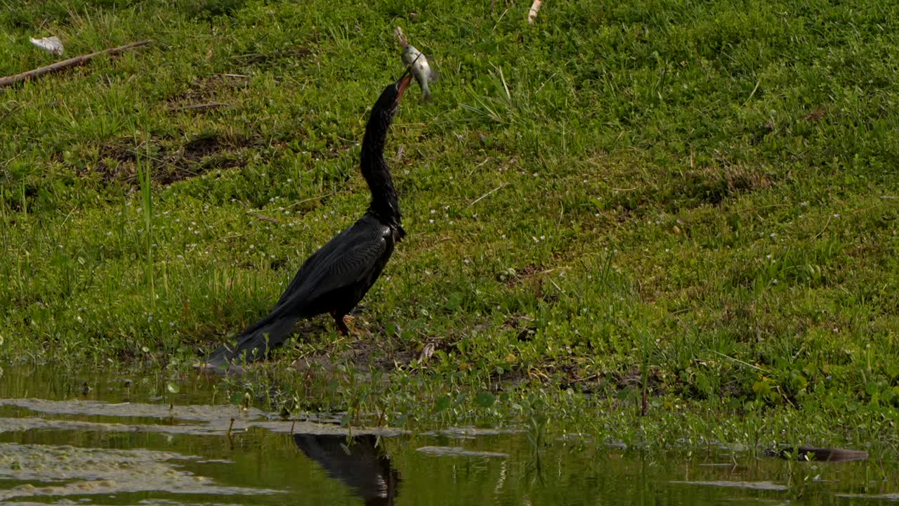 An anhinga catches a large fish