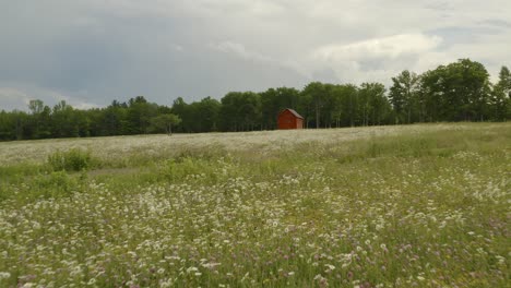 Luftaufnahme-über-Den-Wipfeln-Von-Wildblumen-In-Einem-Brachliegenden-Feld.-Die-Hütte-Liegt-Allein