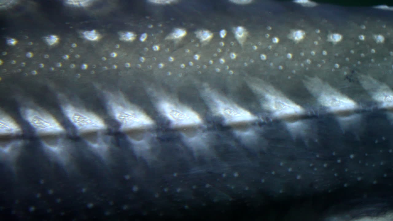 большая рыба с серебряной кожей плавает под водой.